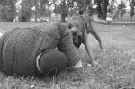 Dog Bites